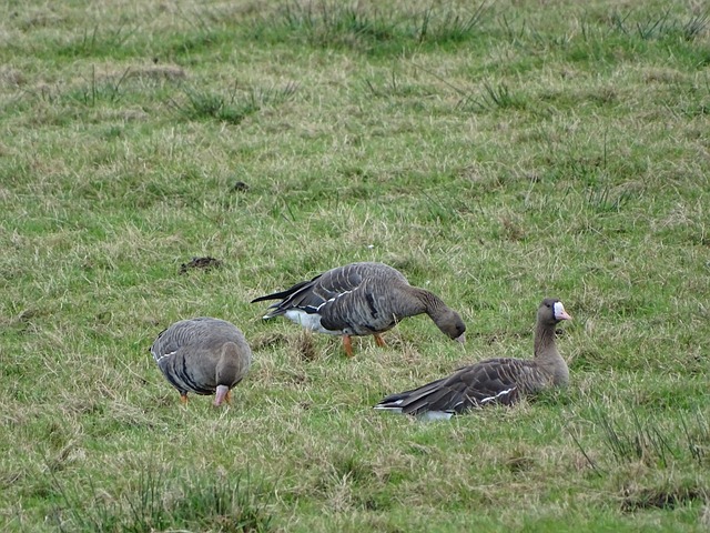兩難選擇 兩難選擇